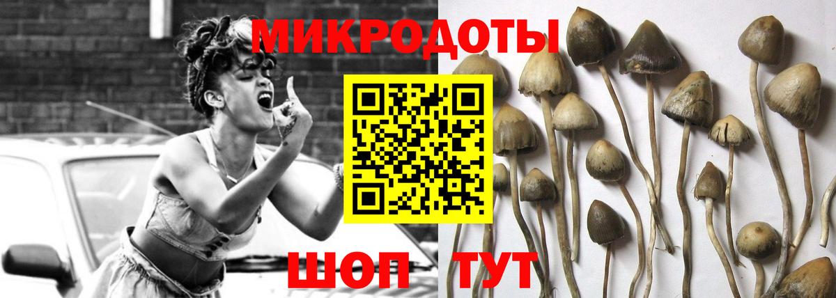 Галлюциногенные грибы Psilocybe Похвистнево